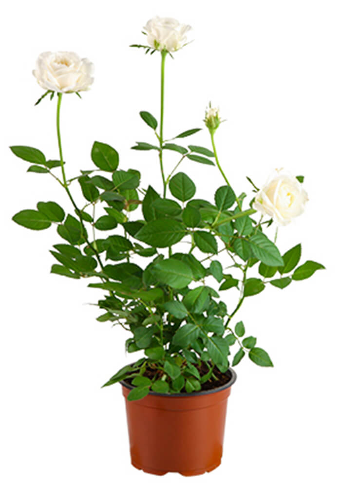 Clipping Path Deep etching Silo - after