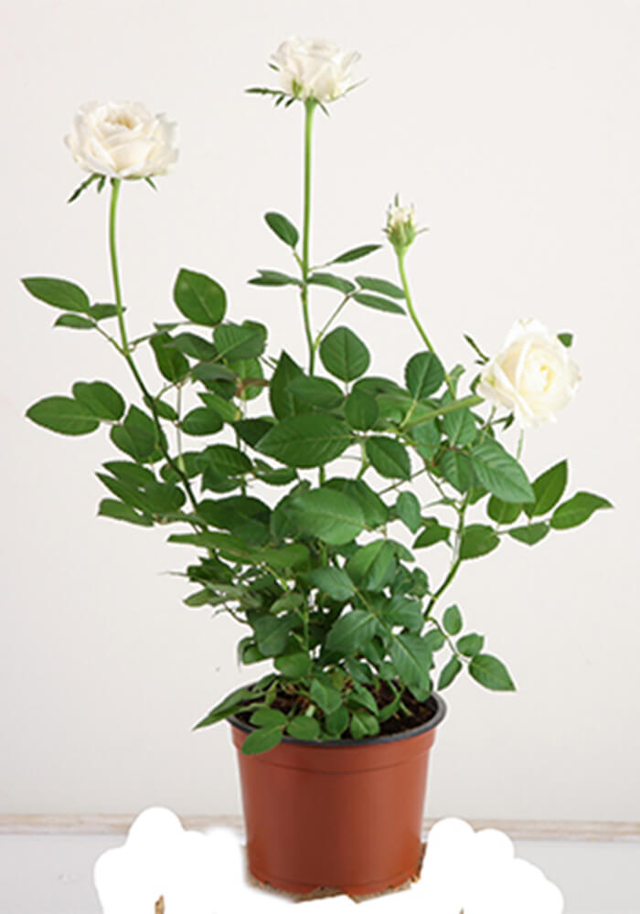 Clipping Path Deep etching Silo - before